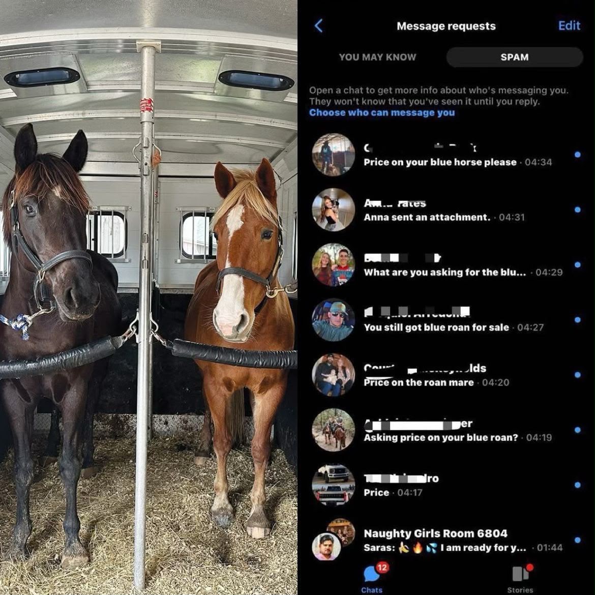 Horse Update 🐎