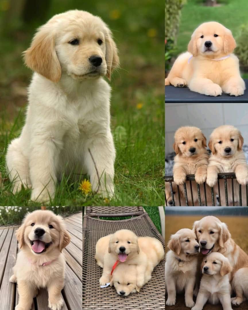 FACEBOOK PET UPDATE🐶